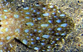 Peacock Flounder - Bothus lunatus