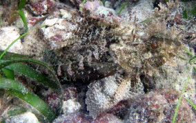 Plumed Scorpionfish