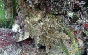 Plumed Scorpionfish - Scorpaena grandicornis