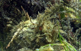 Plumed Scorpionfish - Scorpaena grandicornis