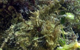 Plumed Scorpionfish - Scorpaena grandicornis