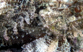 Plumed Scorpionfish - Scorpaena grandicornis