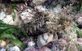 Plumed Scorpionfish - Scorpaena grandicornis