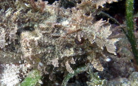 Plumed Scorpionfish - Scorpaena grandicornis