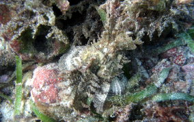 Plumed Scorpionfish - Scorpaena grandicornis