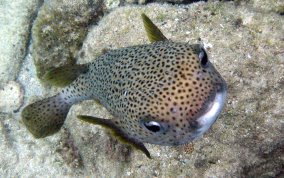 Porcupinefish - Diodon hystrix