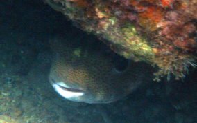 Porcupinefish - Diodon hystrix