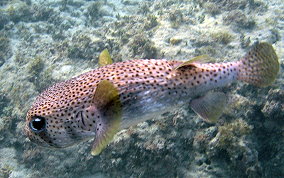 Porcupinefish - Diodon hystrix