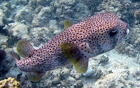 Porcupinefish - Diodon hystrix