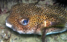 Porcupinefish - Diodon hystrix