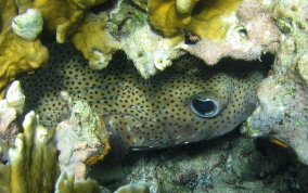 Porcupinefish - Diodon hystrix