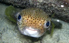 Porcupinefish - Diodon hystrix