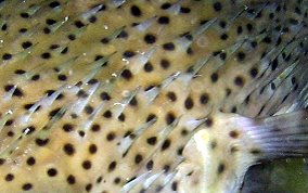 Porcupinefish - Diodon hystrix