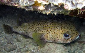 Porcupinefish - Diodon hystrix