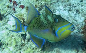 Queen Triggerfish - Balistes vetula