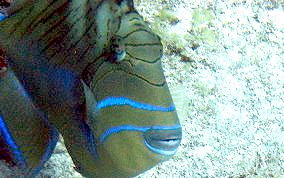 Queen Triggerfish - Balistes vetula