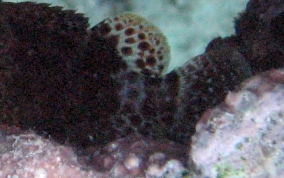 Reef Scorpionfish - Scorpaenodes caribbaeus