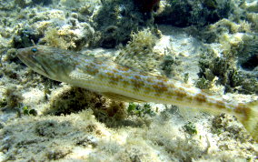 Sand Diver Lizardfish - Synodus intermedius