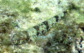 Lizardfish