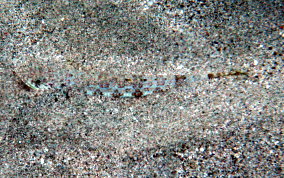 Sand Diver Lizardfish - Synodus intermedius