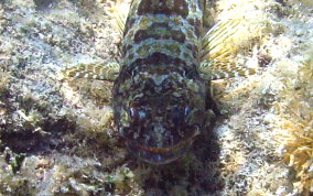 Sand Diver Lizardfish - Synodus intermedius