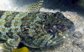 Sand Diver Lizardfish - Synodus intermedius