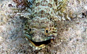 Sand Diver Lizardfish - Synodus intermedius