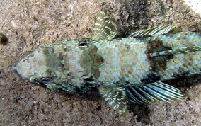 Sand Diver Lizardfish - Synodus intermedius