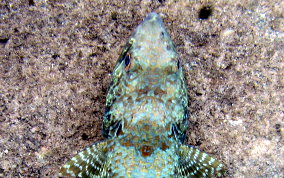 Sand Diver Lizardfish - Synodus intermedius