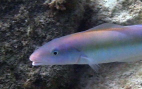 Sand Tilefish - Malacanthus plumieri