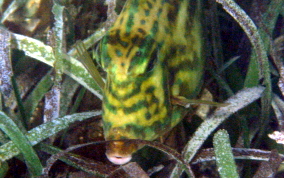 Scrawled Cowfish - Acanthostracion quadricornis 