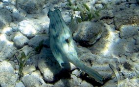 Scrawled Cowfish - Acanthostracion quadricornis 