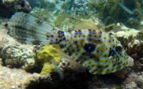 Scrawled Filefish - Aluterus scriptus