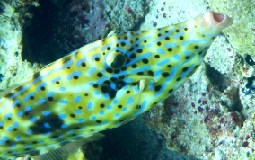 Scrawled Filefish - Aluterus scriptus