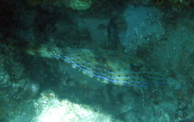 Scrawled Filefish - Aluterus scriptus