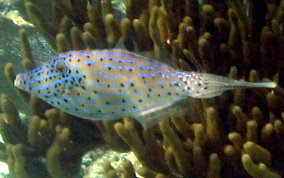 Scrawled Filefish - Aluterus scriptus