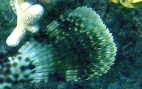 Scrawled Filefish - Aluterus scriptus