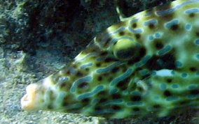 Scrawled Filefish - Aluterus scriptus