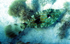 Scrawled Filefish