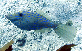 Scrawled Filefish - Aluterus scriptus