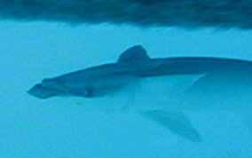 Sharksucker (Remora) - Echeneis naucrates