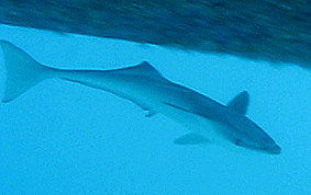 Sharksucker (Remora) - Echeneis naucrates