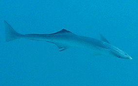 Sharksucker (Remora) - Echeneis naucrates