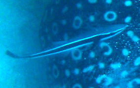 Sharksucker (Remora) - Echeneis naucrates