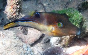 Sharpnose Pufferfish - Canthigaster rostrata