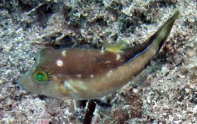 Sharpnose Pufferfish - Canthigaster rostrata