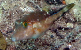 Sharpnose Pufferfish - Canthigaster rostrata