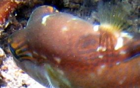 Sharpnose Pufferfish - Canthigaster rostrata