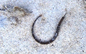 Shortfin Pipefish - Cosmocampus elucens