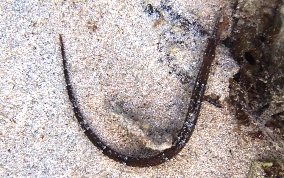 Shortfin Pipefish - Cosmocampus elucens